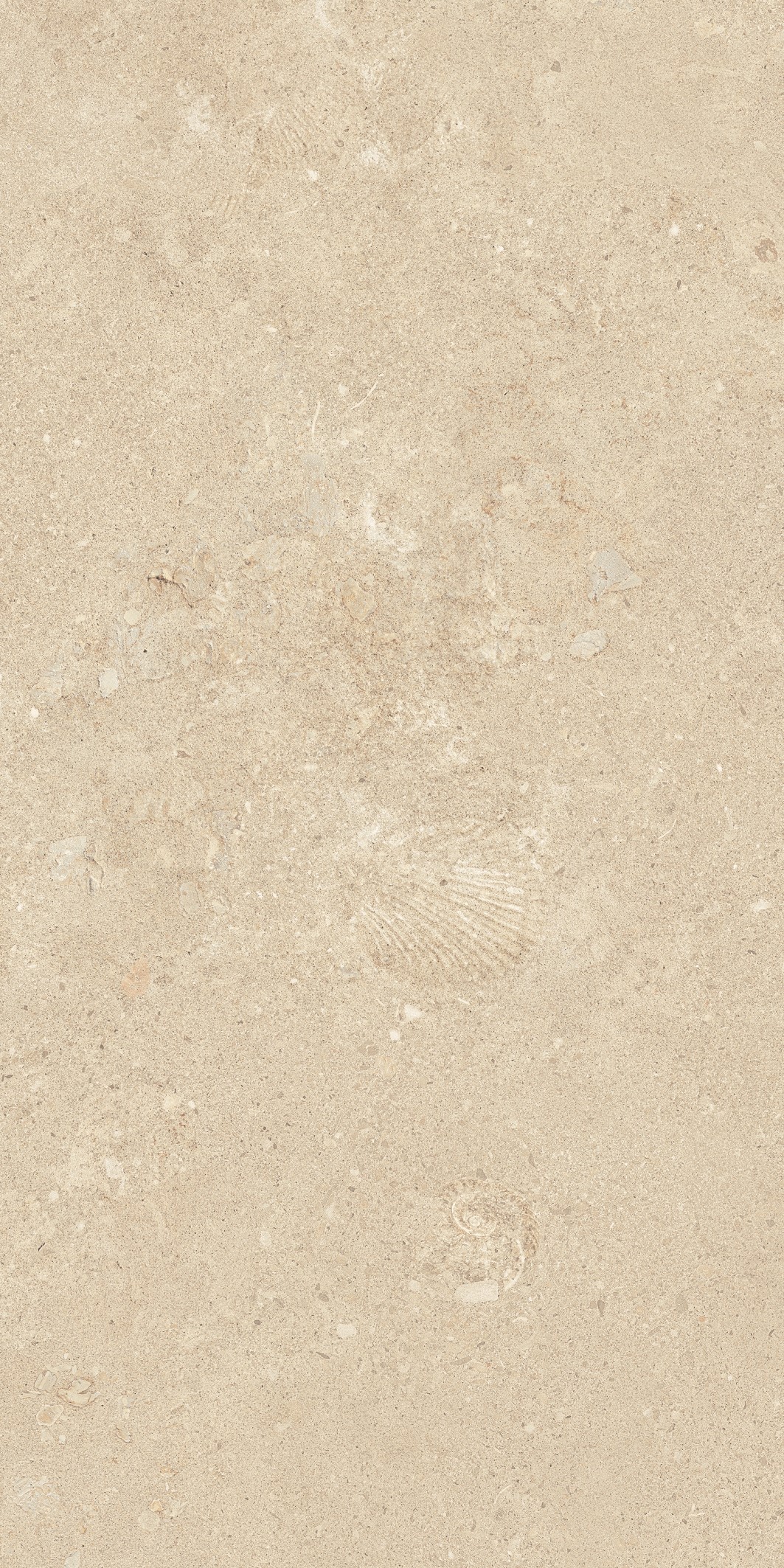 Marble-Shellfish Limestone Medio Amarillo 